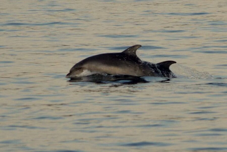Vrsar: Dolphin Watching Boat Tour including Drinks - Family appeal, boat space, and comfort