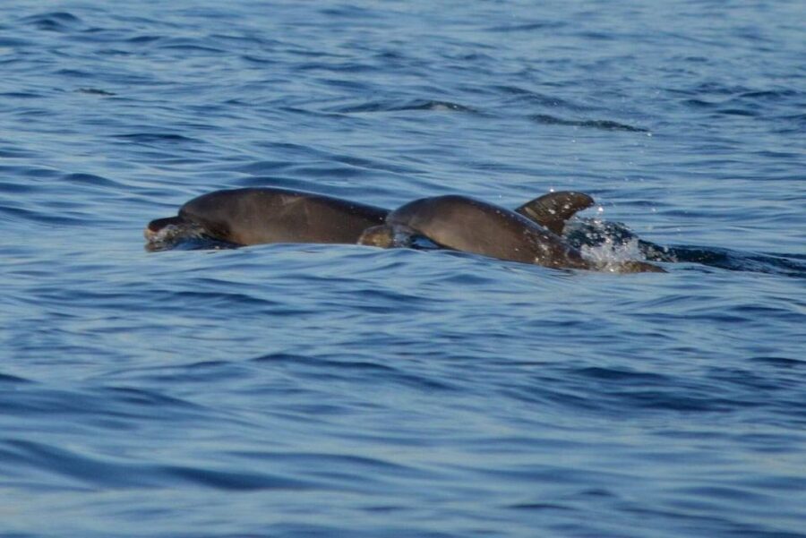 Vrsar: Dolphin Watching Boat Tour including Drinks - How the $29 price holds up