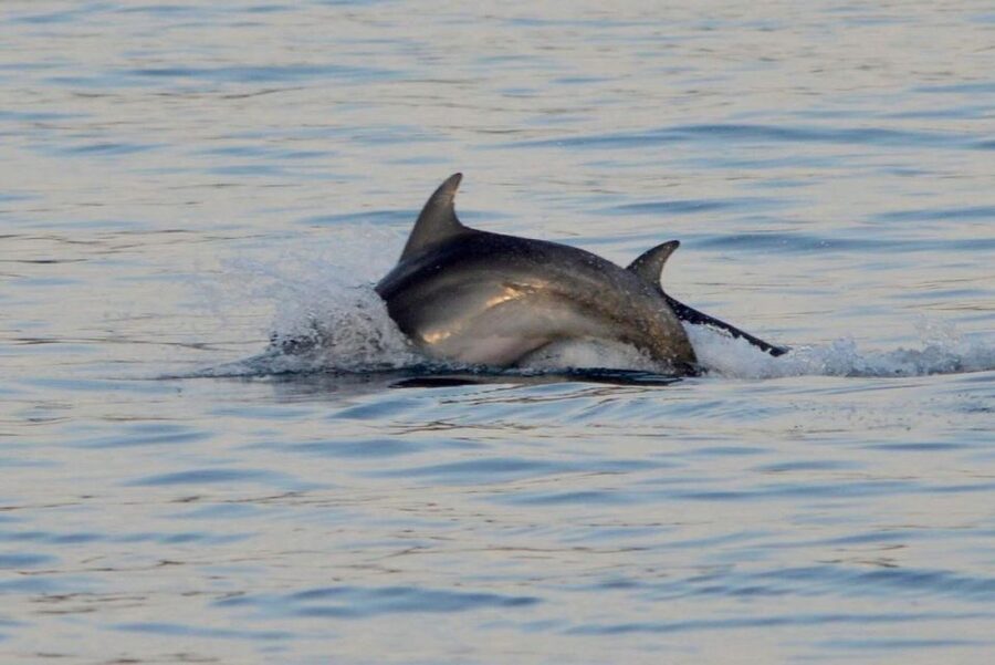 Vrsar: Dolphin Watching Boat Tour including Drinks - What the experience does especially well
