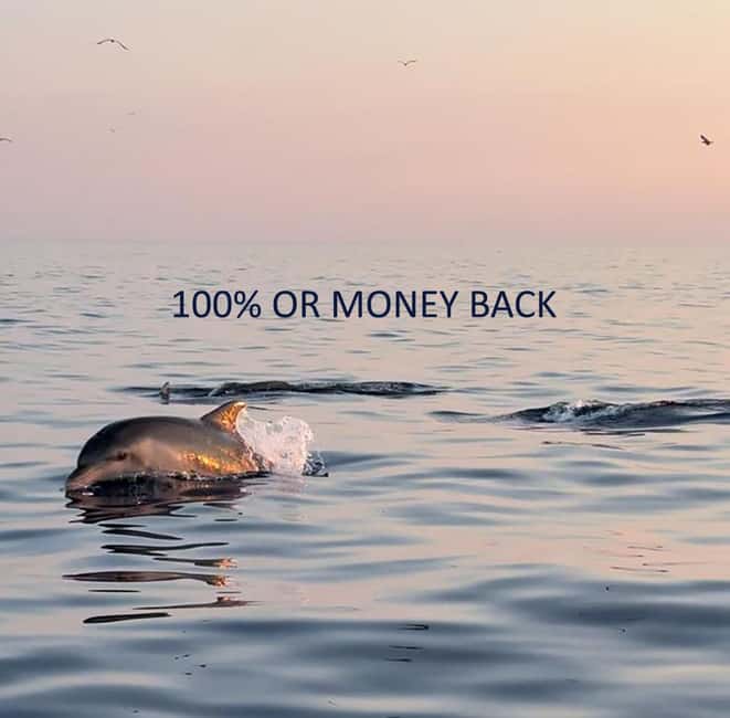 Vrsar: Dolphin-Watching Sunset Adventure with Speedboat - Key points to know before you book