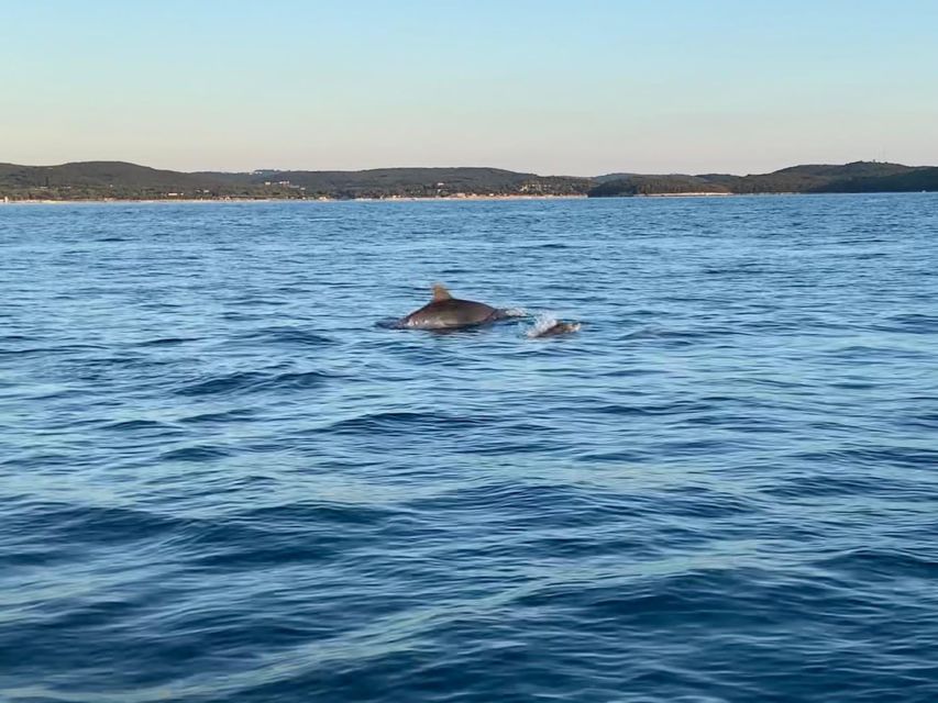 Vrsar: Dolphin-Watching Sunset Adventure with Speedboat - Should you book the Istra Speed Boat dolphin tour?