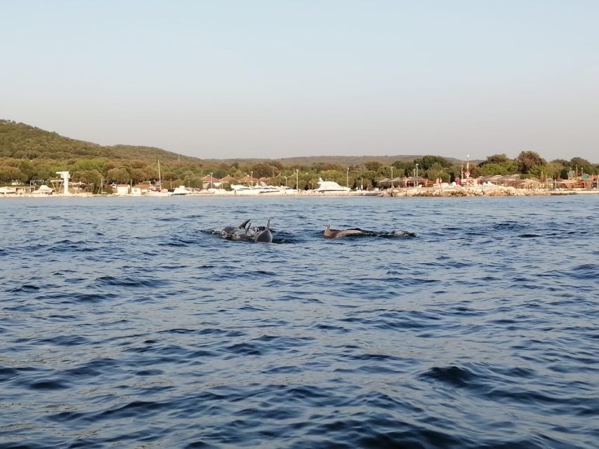 Vrsar: Dolphin-Watching Sunset Adventure with Speedboat - Sunset on the return to Vrsar