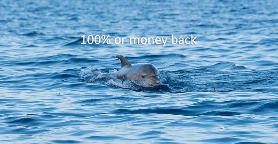 Vrsar: Dolphin-Watching Sunset Adventure with Speedboat - What the $29 price really buys you