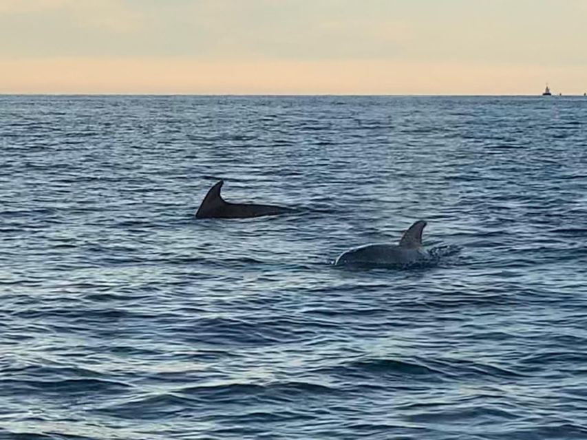 Vrsar: Dolphin-Watching Sunset Adventure with Speedboat - Weather, timing, and practical details
