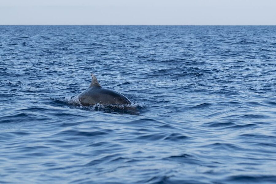 Vrsar: Dolphin-Watching Sunset Adventure with Speedboat - Who will enjoy this Vrsar boat trip most?