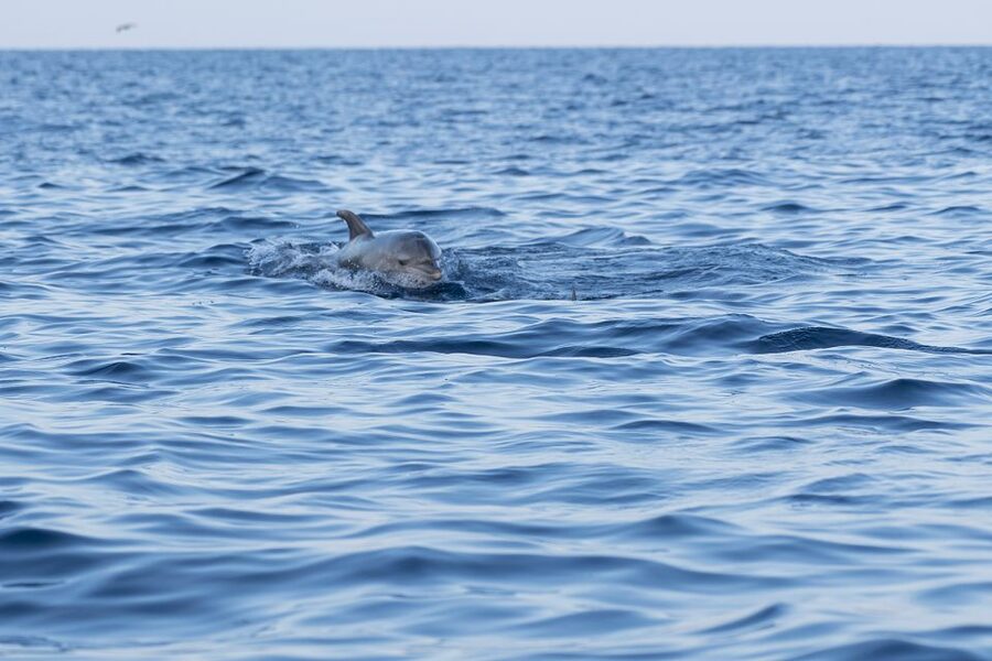 Vrsar: Dolphin-Watching Sunset Adventure with Speedboat - The search is part of the 90-minute adventure