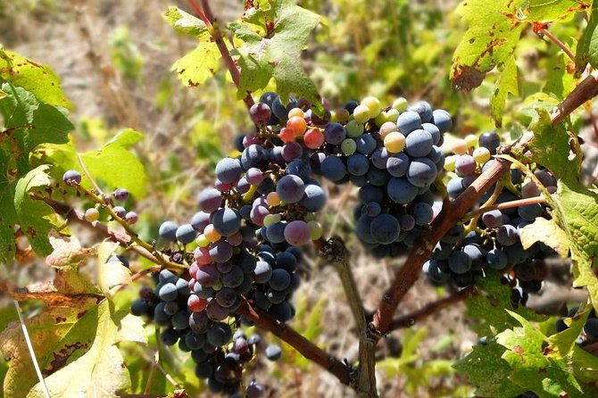 Wine Lover's Tour of Peljesac Peninsula - The small-group difference