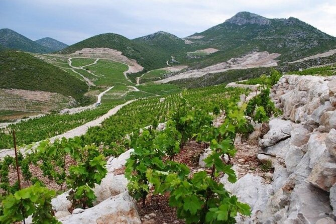 Wine tour peninsula Pelješac - Walking Ston Old Town in about one hour