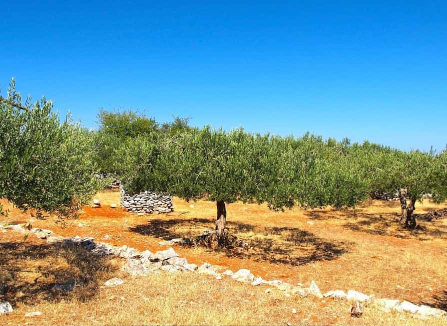 Zadar: Krka falls, olive mill, lunch, oil & wine tasting - Dalmatian lunch is the payoff